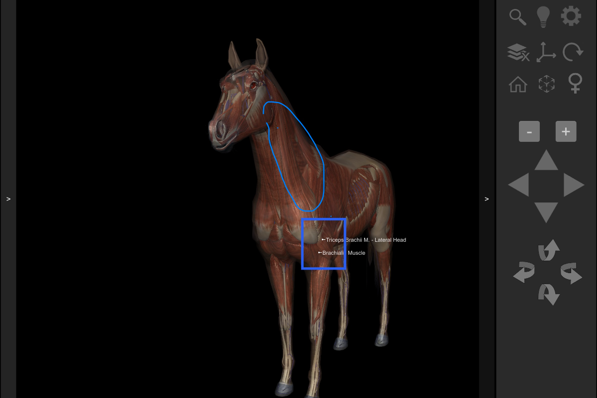 Compensation muscle chain after short hoof trim — left shoulder, neck and upper arm