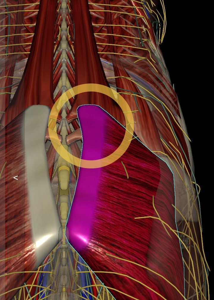 Anatomy diagram showing the SI joint (lumbosacral junction) and gluteus medius muscle highlighted on a horse — the two structures behind Billy's crooked tail