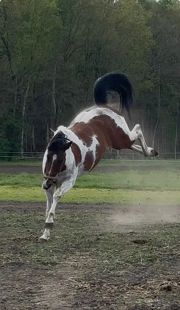 Billy, Aling's horse, during a session