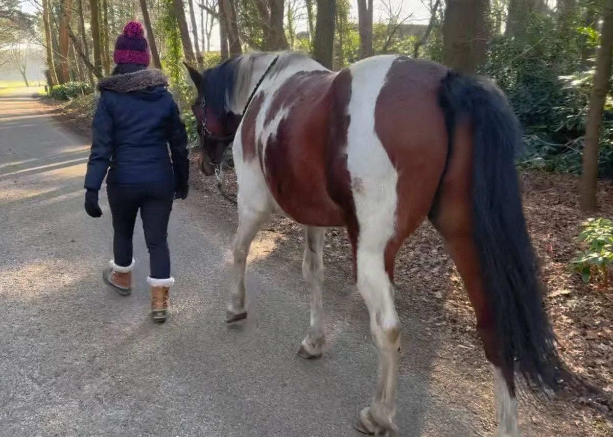 Scheve Staart bij Paarden — Een Teken Dat Je Mogelijk Mist
