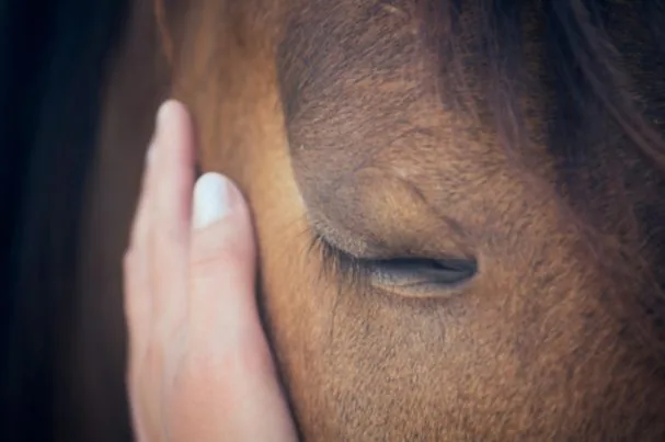 Als Je Paard in Zijn Huid Bijt — Jeuk of Pijn?
