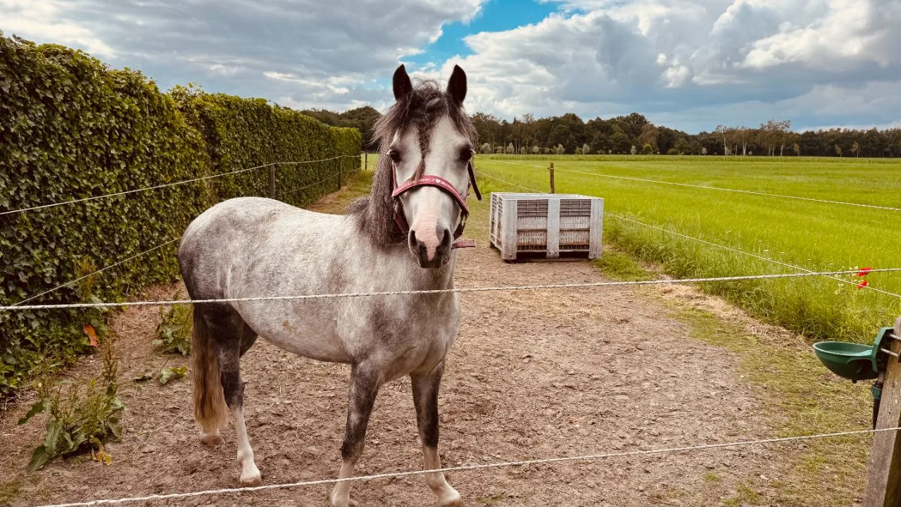 Je Paard Bijt bij het Singelen — Is het Pijn?