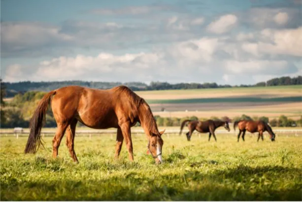 Jouw Paard Ervaart de Wereld Door Energie