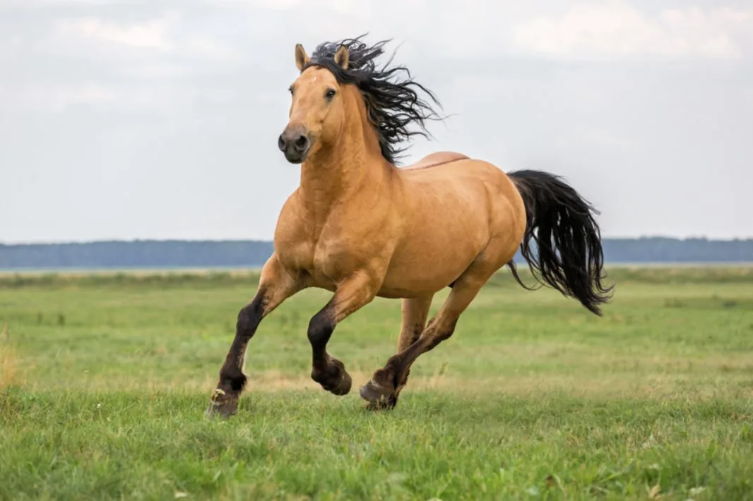Waarom Je Paard Geen Pijn Meer Toont