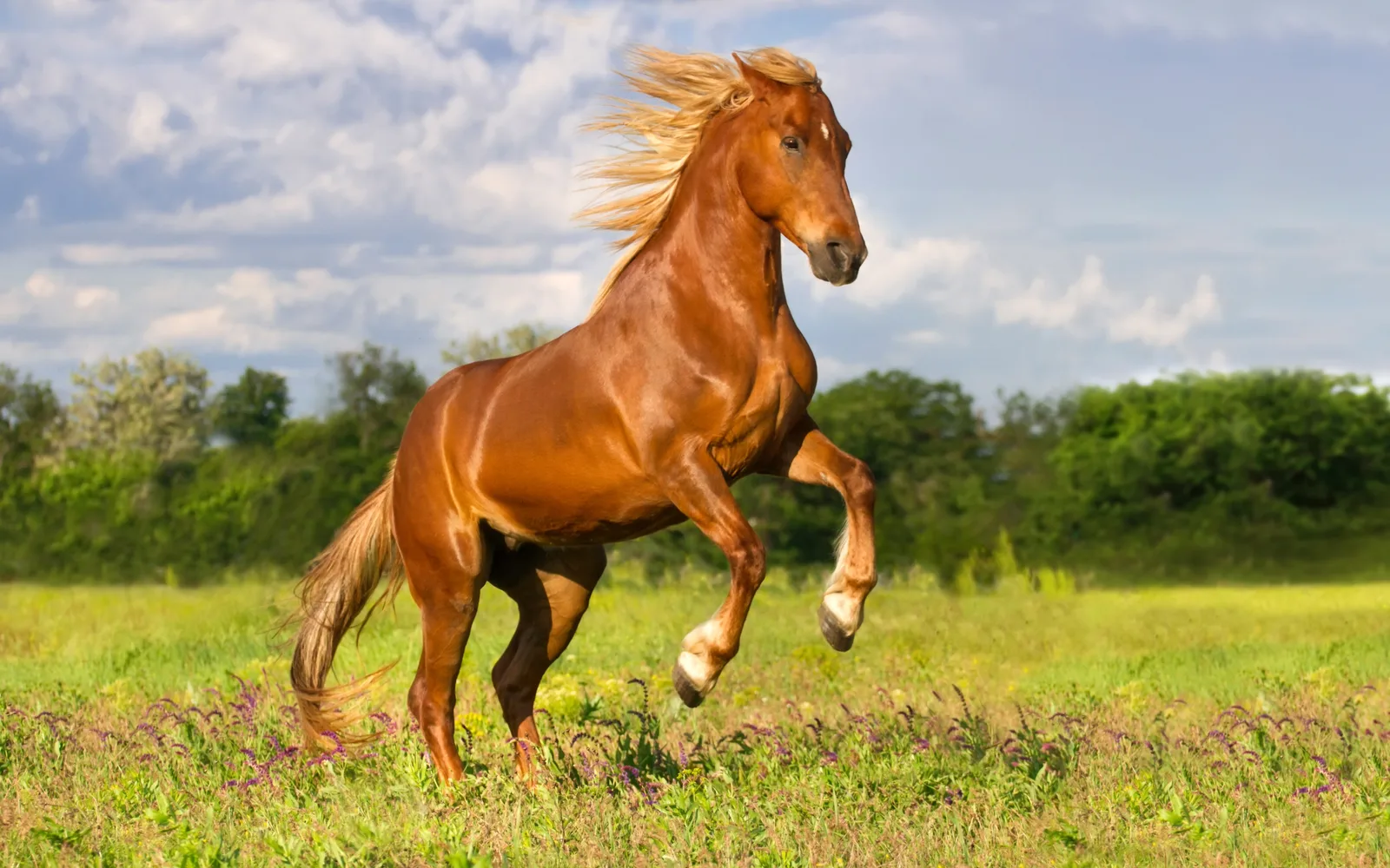 Schrikachtig paard? Zo bouw je vertrouwen op zodat hij zich veilig voelt bij jou