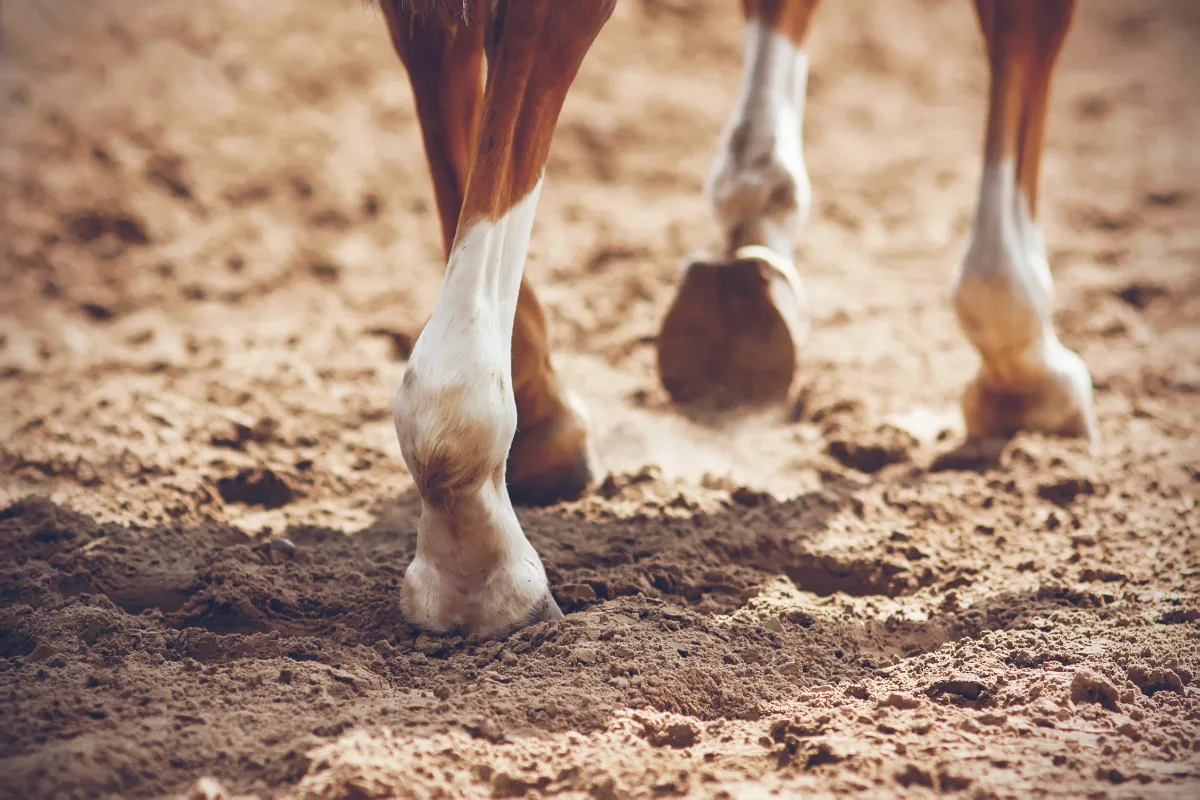 Paard met artrose? Waarom zachte dagelijkse beweging telt — probeer de Tai Chi-wandeling