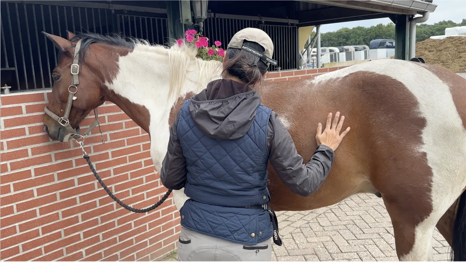 Aling Wu doing energy work on a horse in its stable