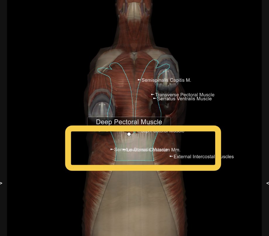 Anatomy diagram of a horse from the front showing the deep pectoral muscle, serratus ventralis, external intercostal muscles, and levatores costarum — the four muscle groups of the girthing area