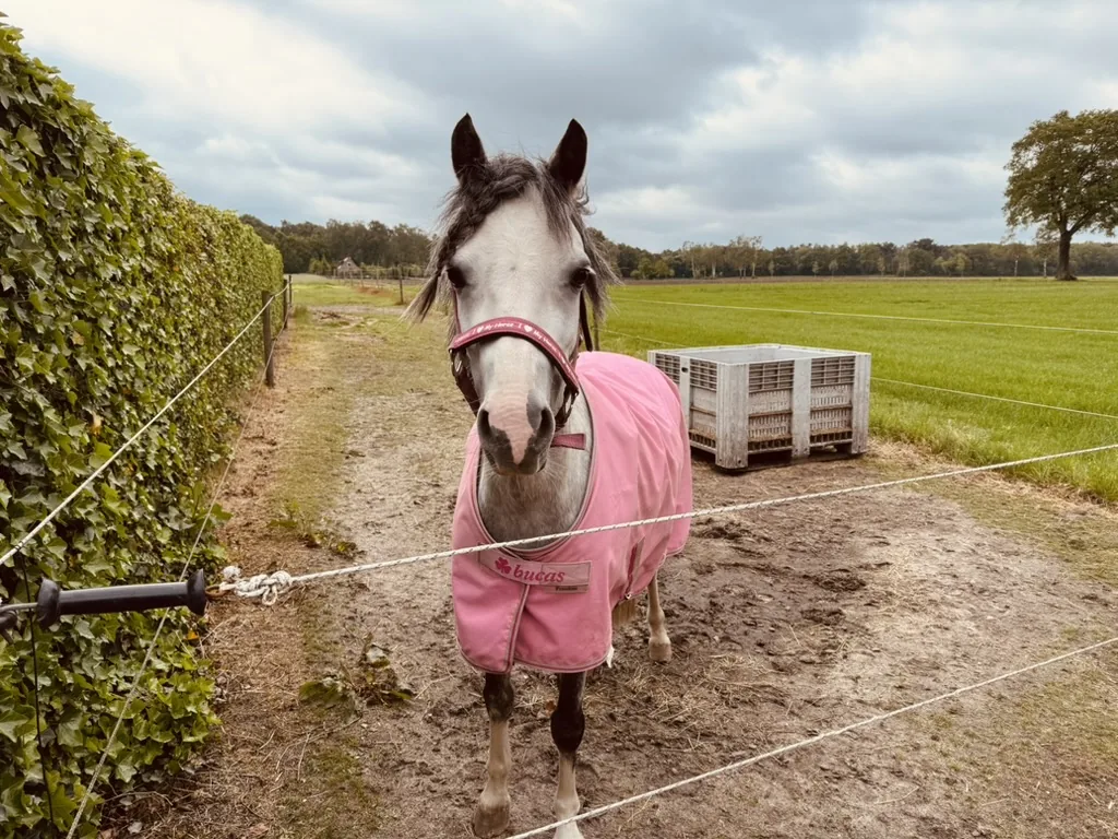 Olivia de pony tijdens een holistische sessie bij Aling Wu